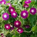 Fleurs - Ipomée Géante Scarlett O'Hara - face recto